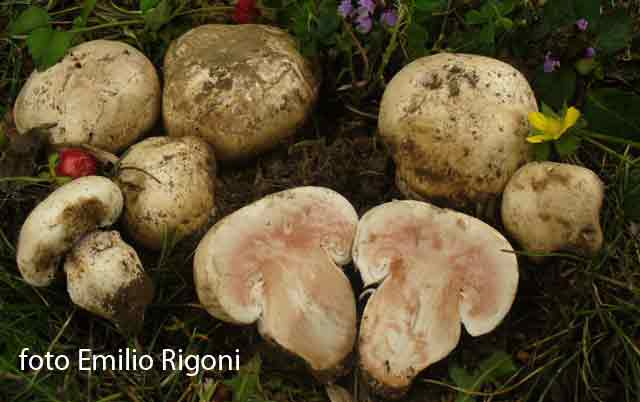 Agaricus bernardii