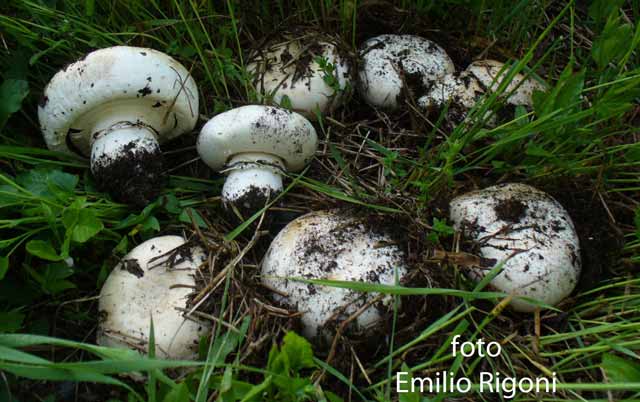 Agaricus bitorquis