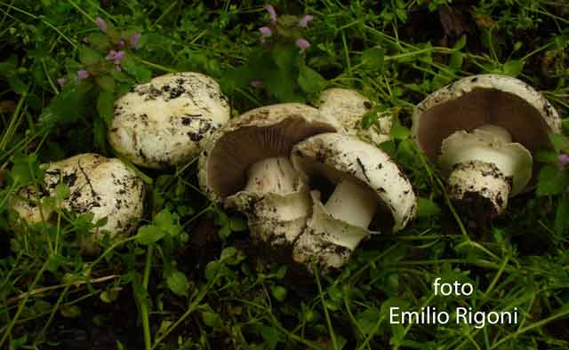 Agaricus bitorquis