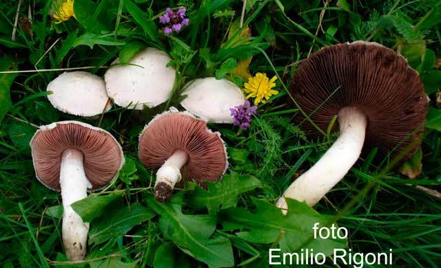 Agaricus campestris