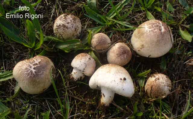 Agaricus_cupreobrunneus_1