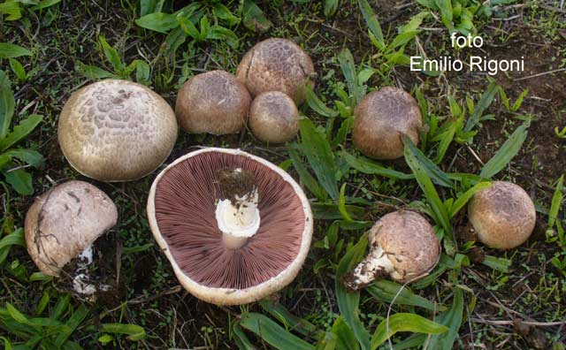 Agaricus_cupreobrunneus_2