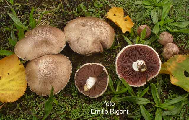 Agaricus_cupreobrunneus_3