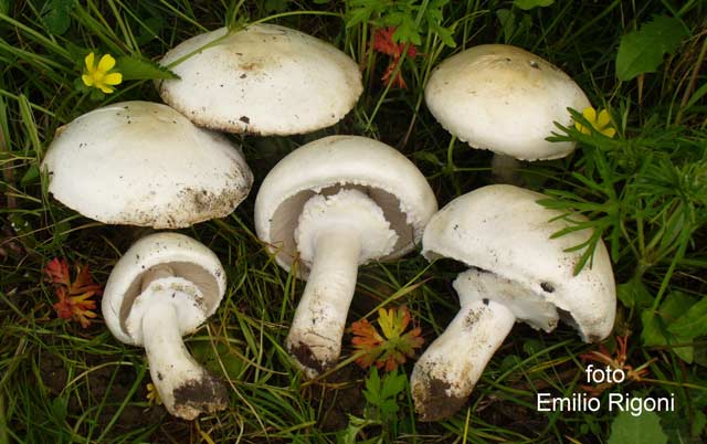 Agaricus osecanus