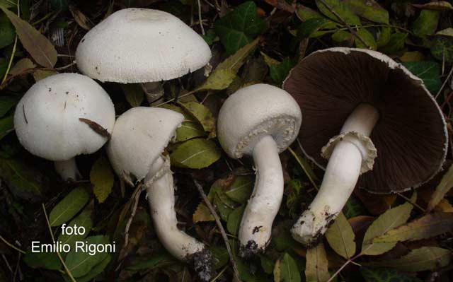 Agaricus osecanus