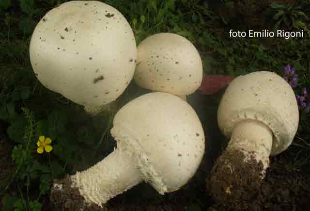 agaricus urinascens