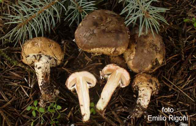 Agaricus vaporarius