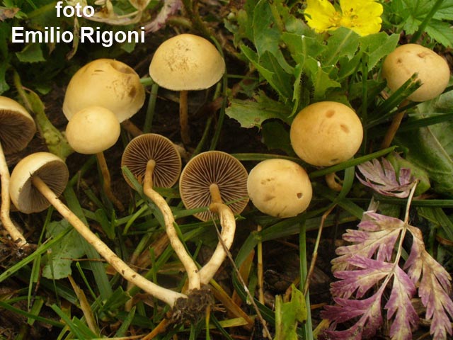 Agrocybe semiorbicularis