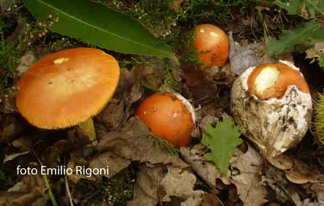 amanita caesarea