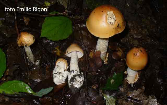 amanita crocea var. subnudipes