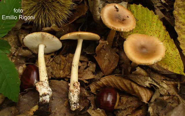 Amanita fulva