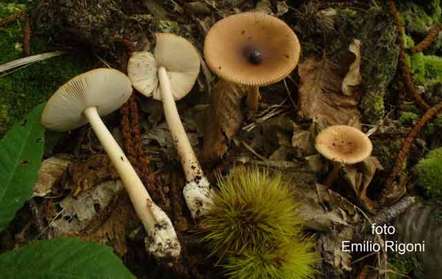 Amanita fulva