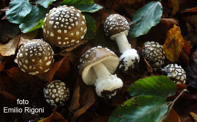 Amanita pantherina var abietum