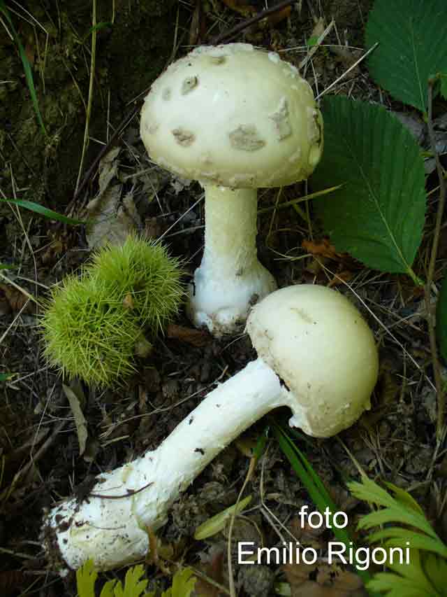 Amanita strobiliformis