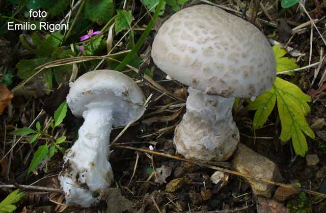 Amanita strobiliformis