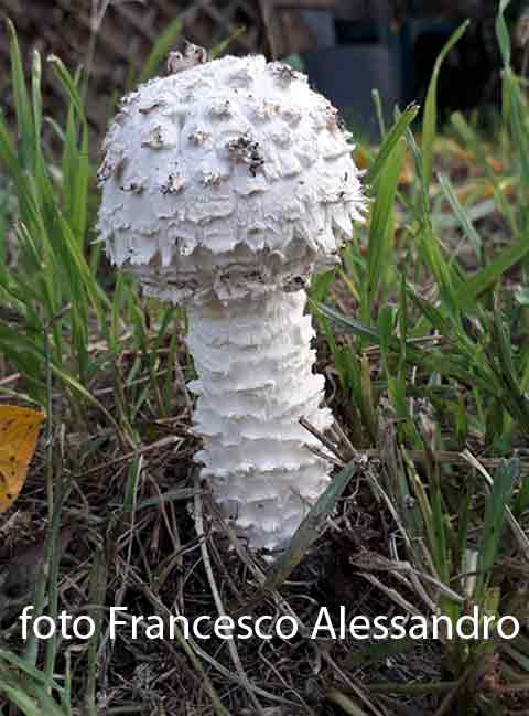 Amanita vittadini