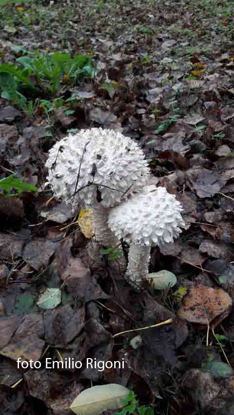 Amanita strobiliformis