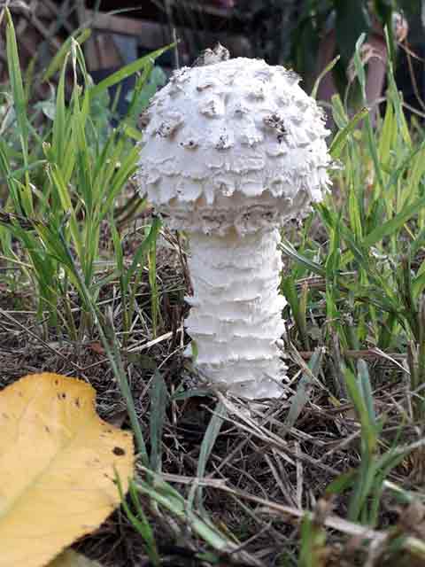 Amanita vittadini