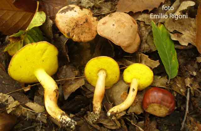 aureoboletus gentilis