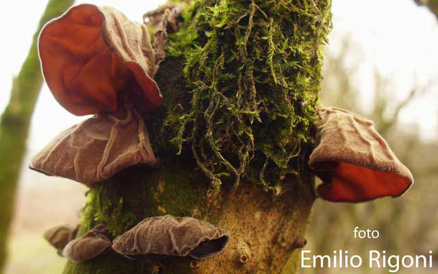  Auricularia auricula