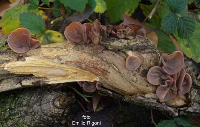 Auricularia auricula