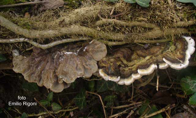 Auricularia mesenterica