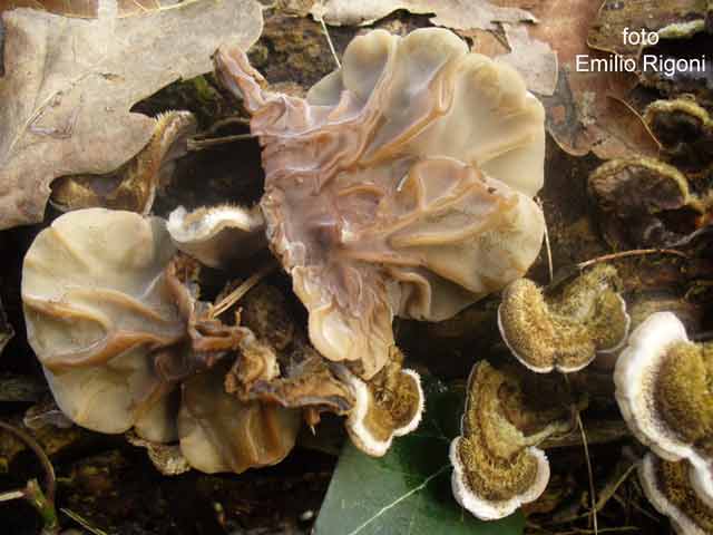 Auricularia mesenterica