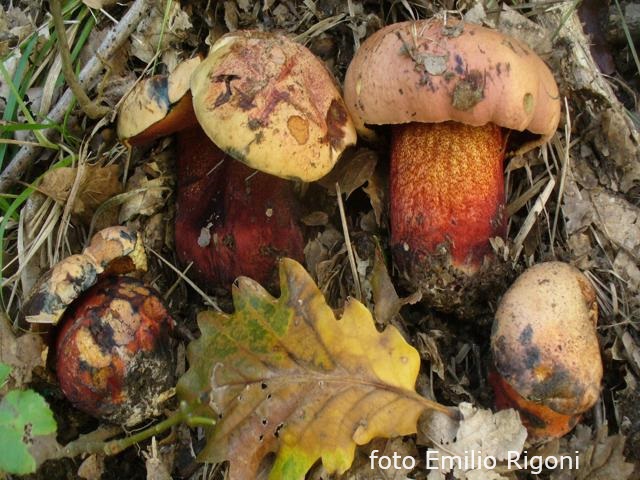 Boletus luteocupreus