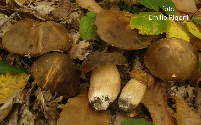 Boletus aereus