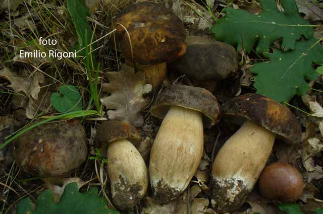 Boletus aereus