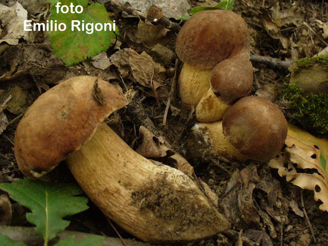 Boletus aestivalis