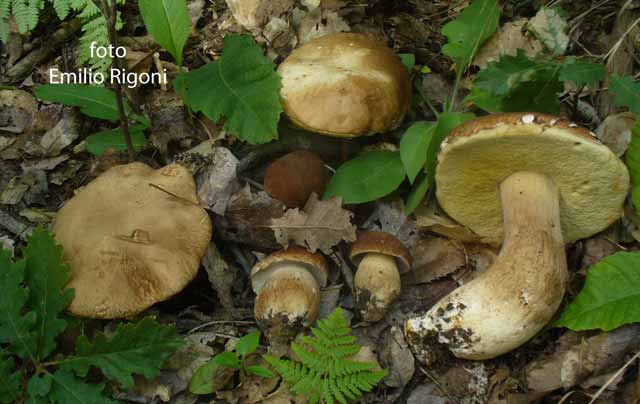 Boletus aestivalis