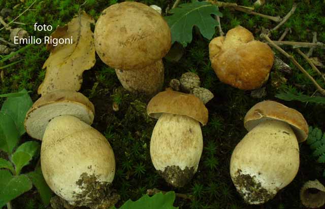 Boletus aestivalis