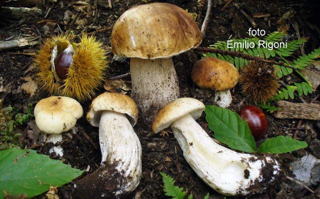 Boletus edulis