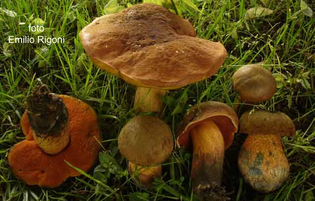 Boletus luridus