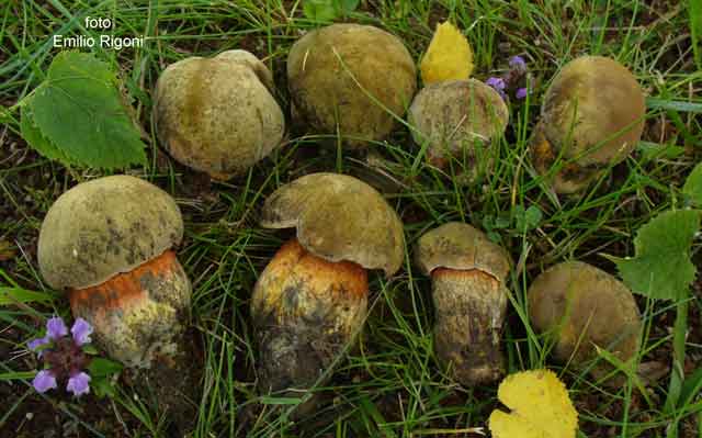 boletus luridus