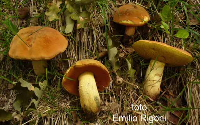 Boletus queletii