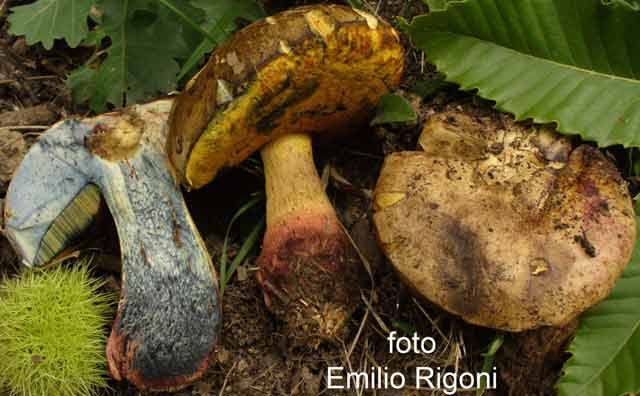 Boletus queletii