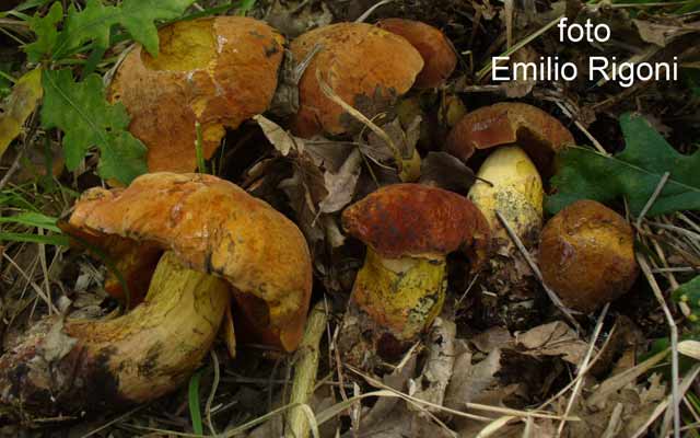 Boletus queletii var lateritius