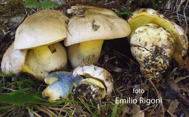  Boletus radicans