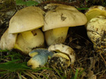 Boletus radicans