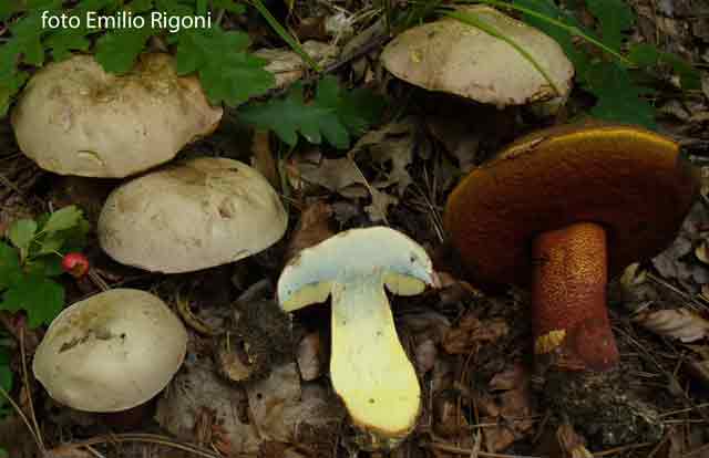 boletus rhodoxanthus