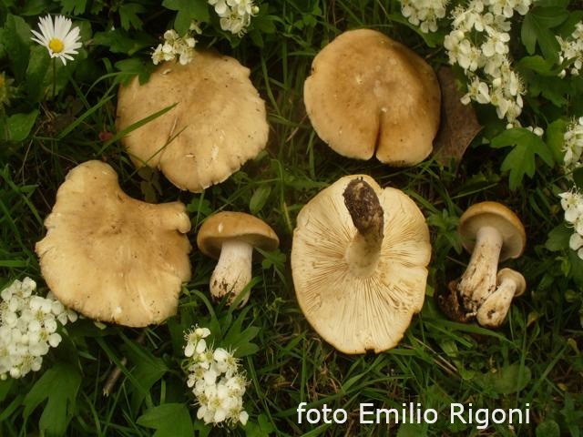 Calocybe gambosa