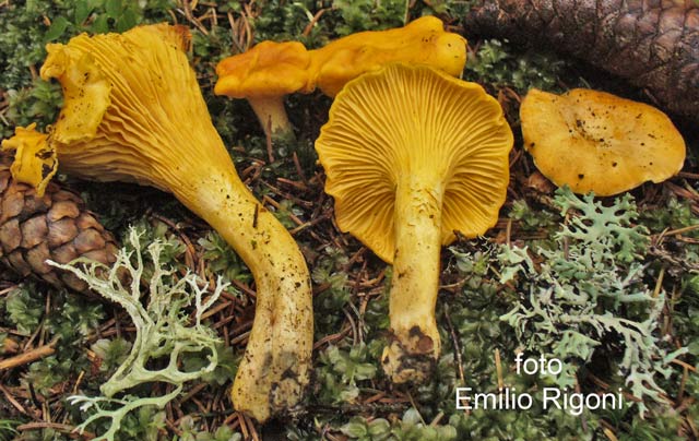 Cantharellus cibarius