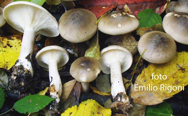  Clitocybe nebularis