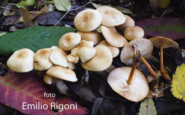 Collybia dryophila