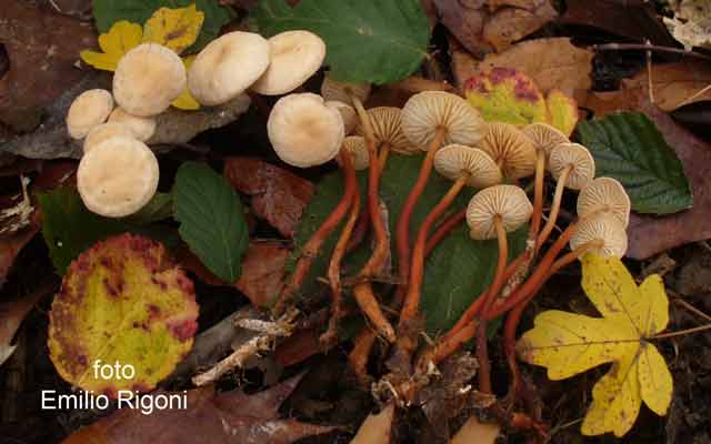 Collybia kuehneriana