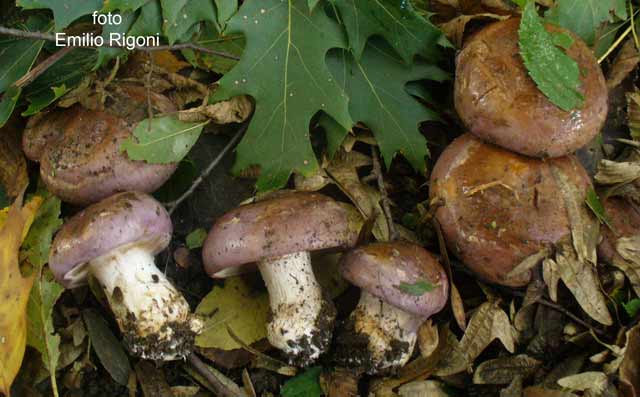 Cortinarius balteatocumatilis