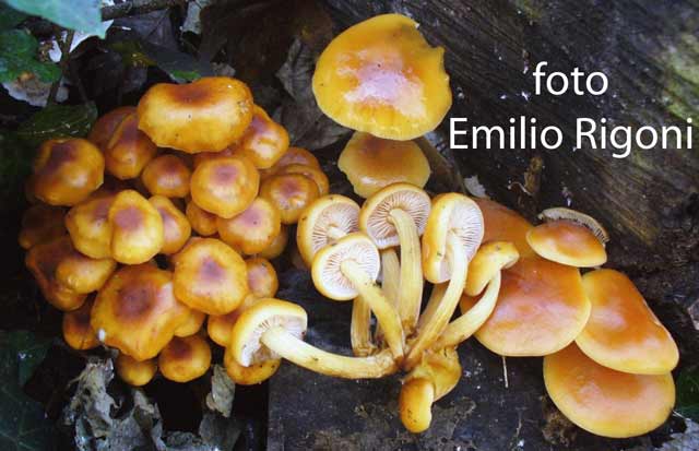  Flammulina velutipes