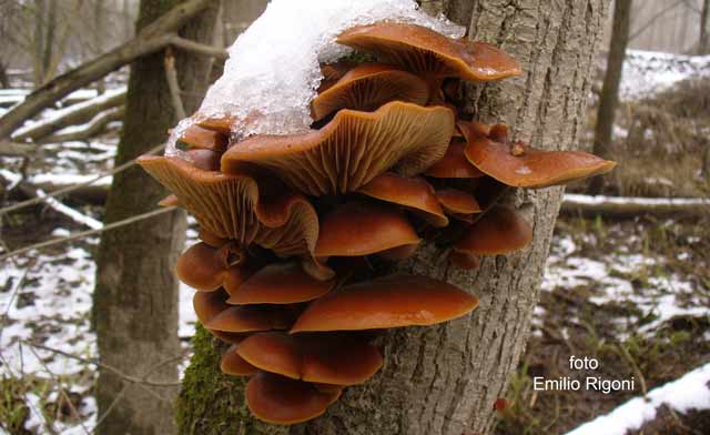 Flammulina velutipes